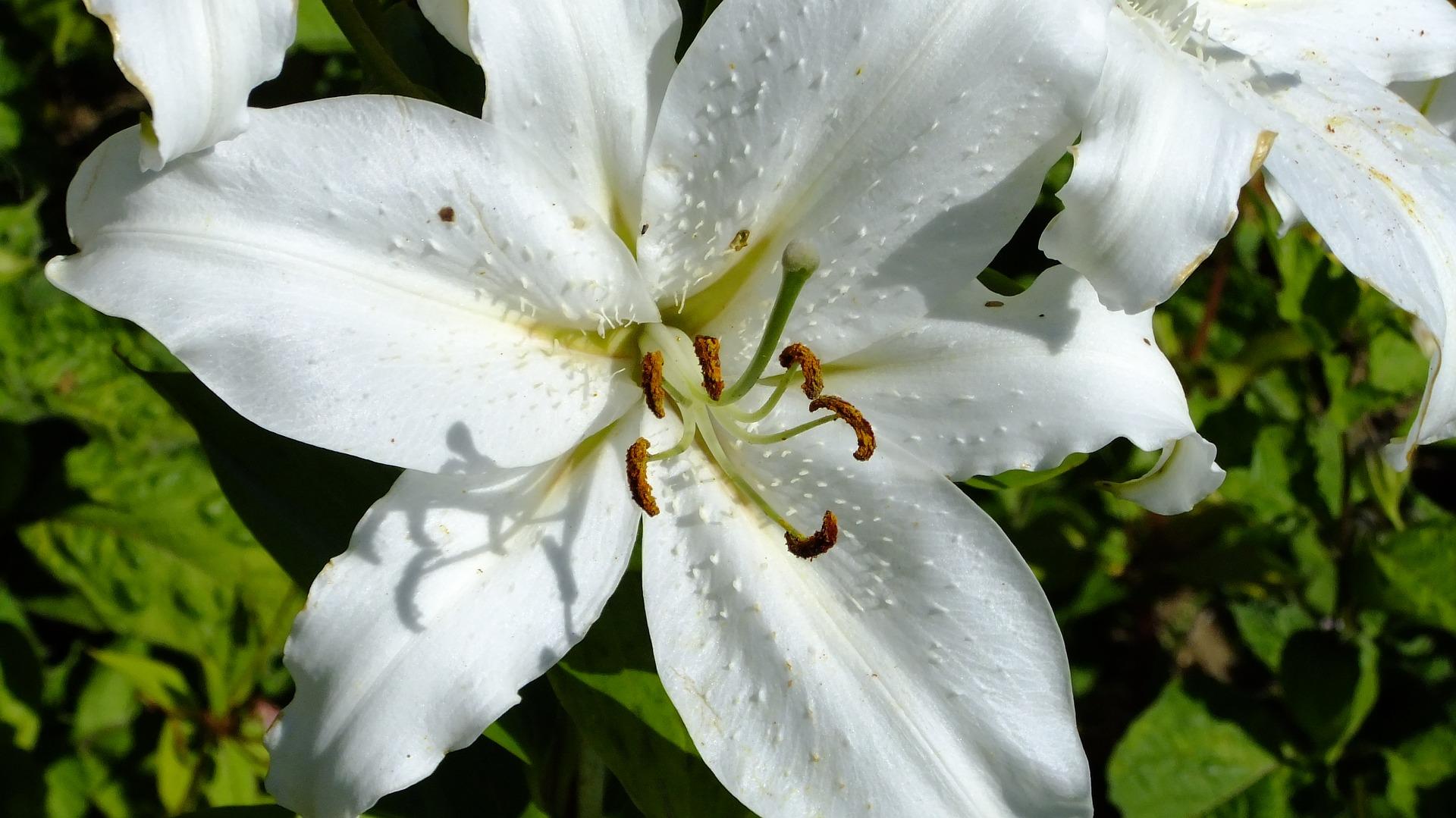 Lilies Auratum Lily 'Casa Blanca 16/18' - Outdoor Lilies (Shipping begins Jan. 2021) from Leo Berbee Bulb Company