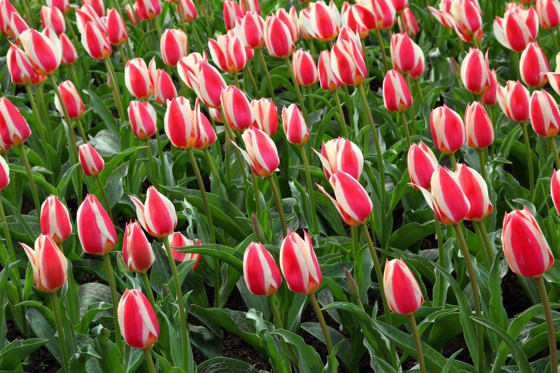 Tulip Darwin Hybrid 'Candy Apple Delight' - Tulip from Leo Berbee Bulb Company