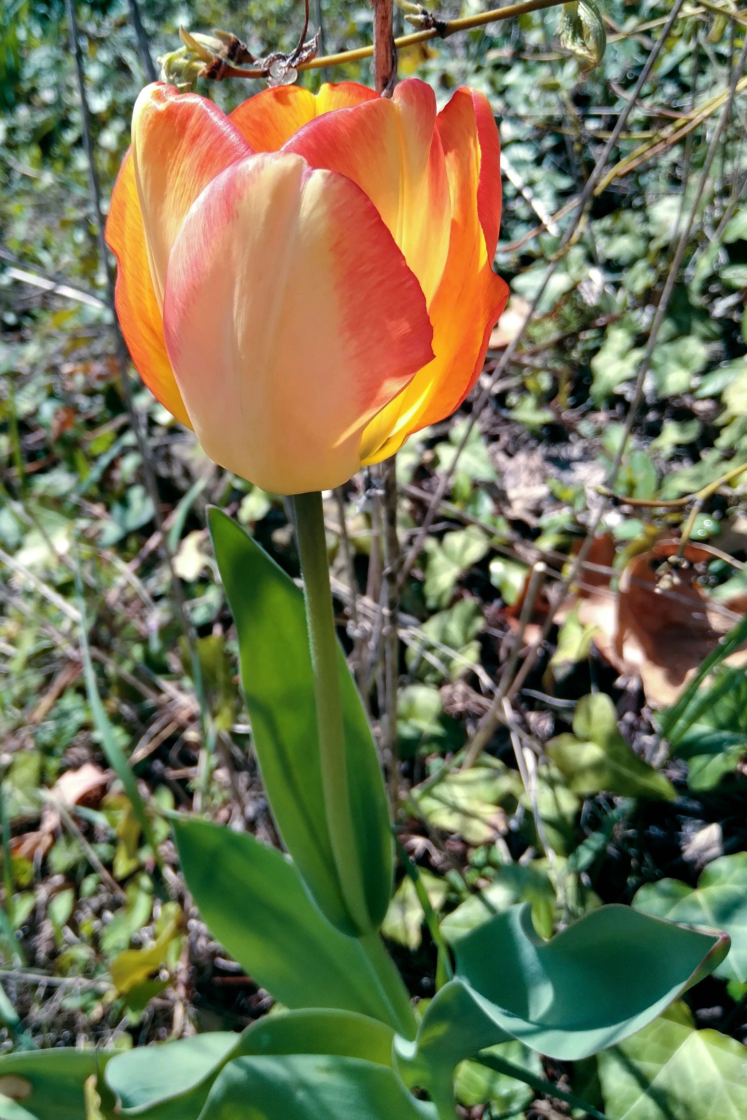 Tulip Darwin Hybrid 'American Dream' - Tulip from Leo Berbee Bulb Company