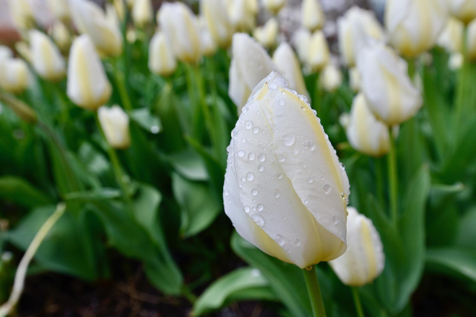 Tulip Darwin Hybrid 'Angel's Wish' - Tulip from Leo Berbee Bulb Company