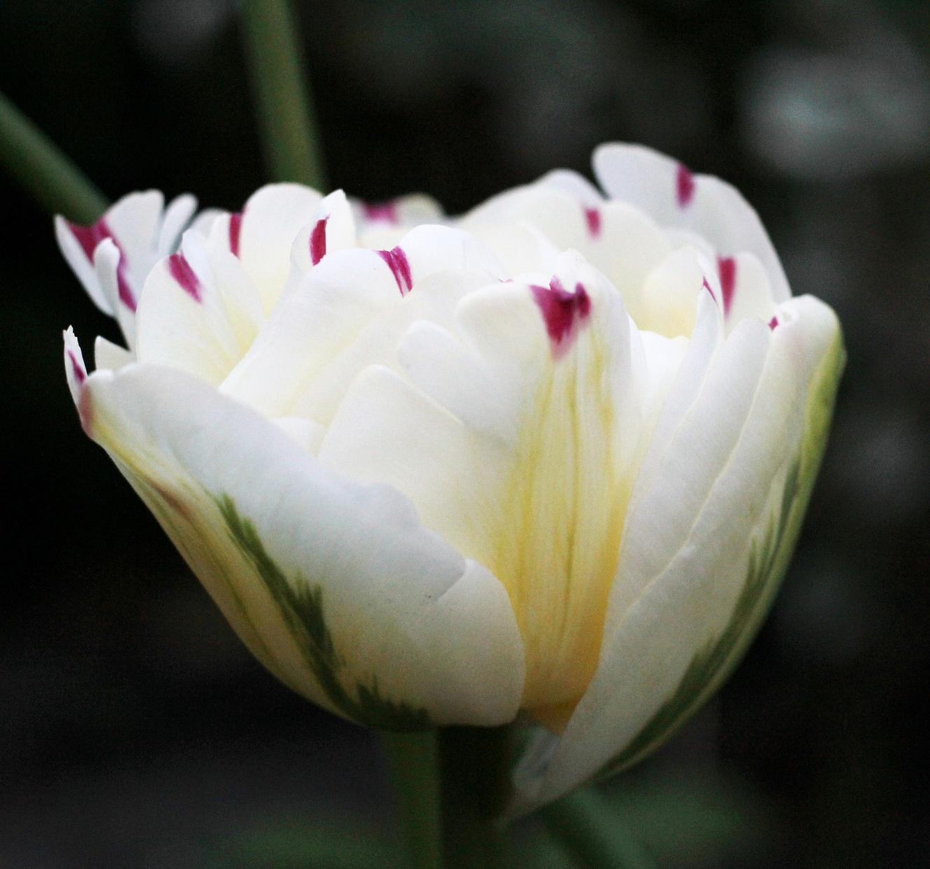 Tulip Double Late 'Danceline' - Tulip from Leo Berbee Bulb Company