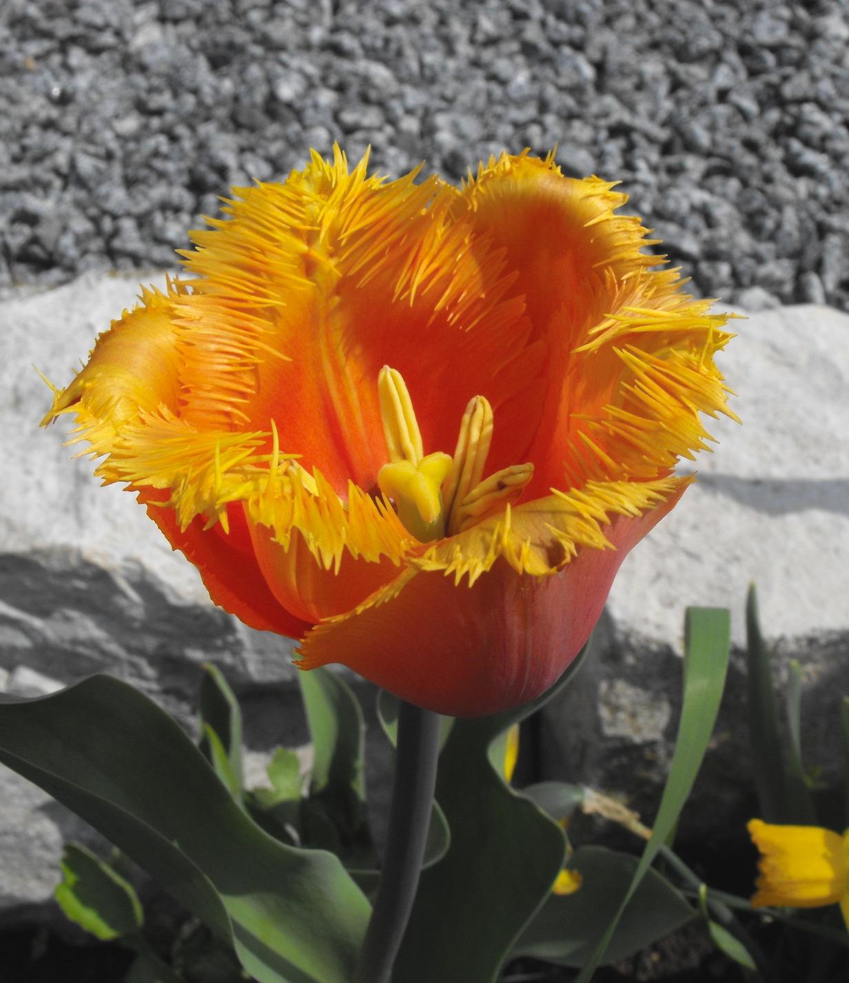 Tulip Fringed 'Lambada' - Tulip from Leo Berbee Bulb Company