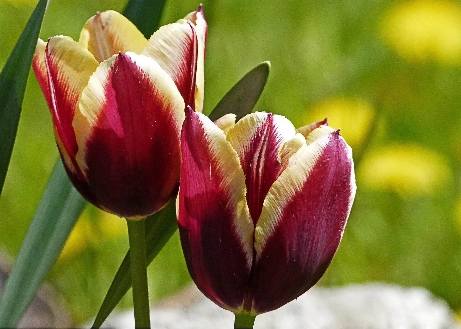 Tulip Triumph 'Gavota' - Tulip from Leo Berbee Bulb Company
