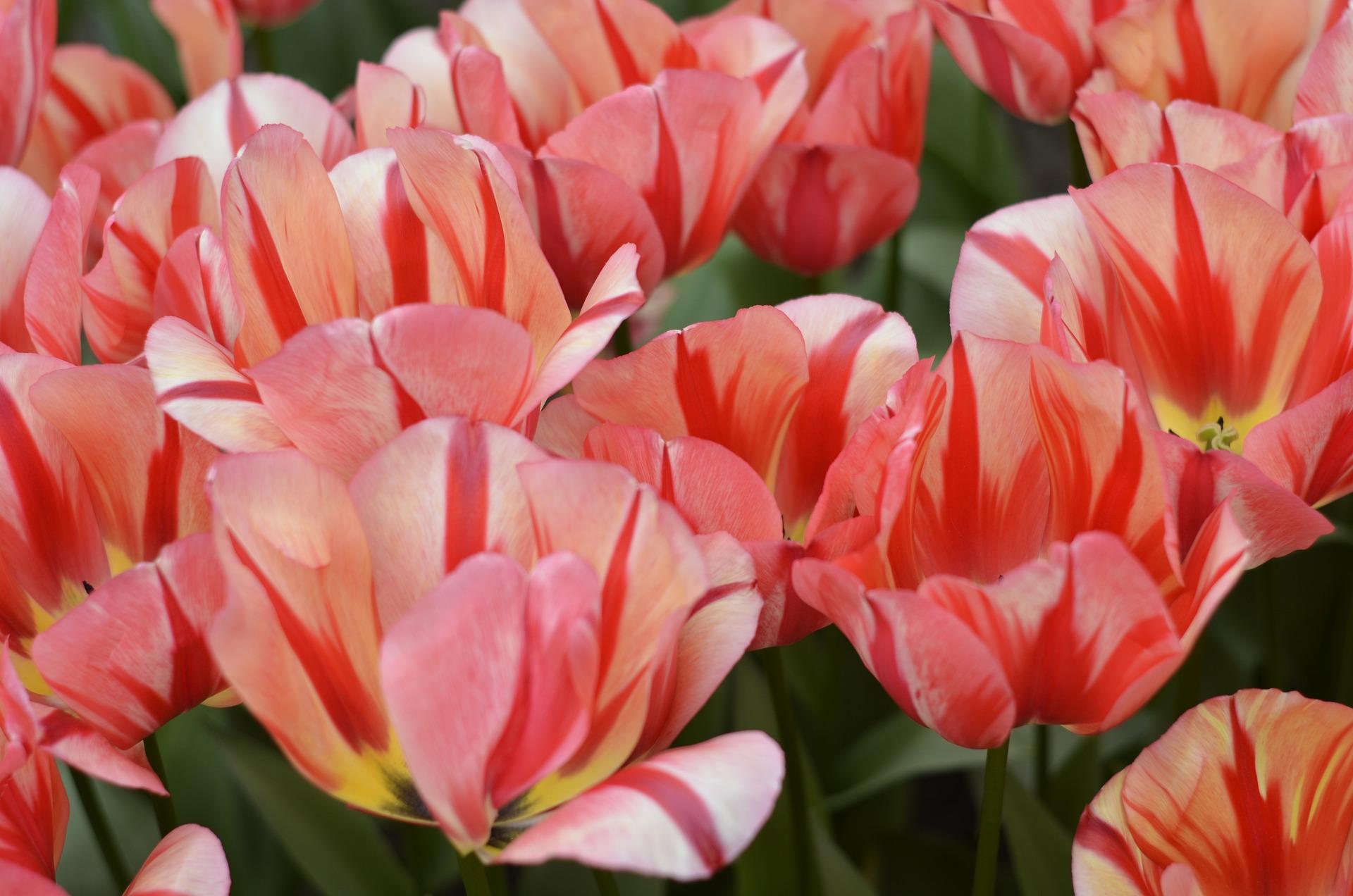 Tulip Triumph 'Spryng Break' - Tulip from Leo Berbee Bulb Company