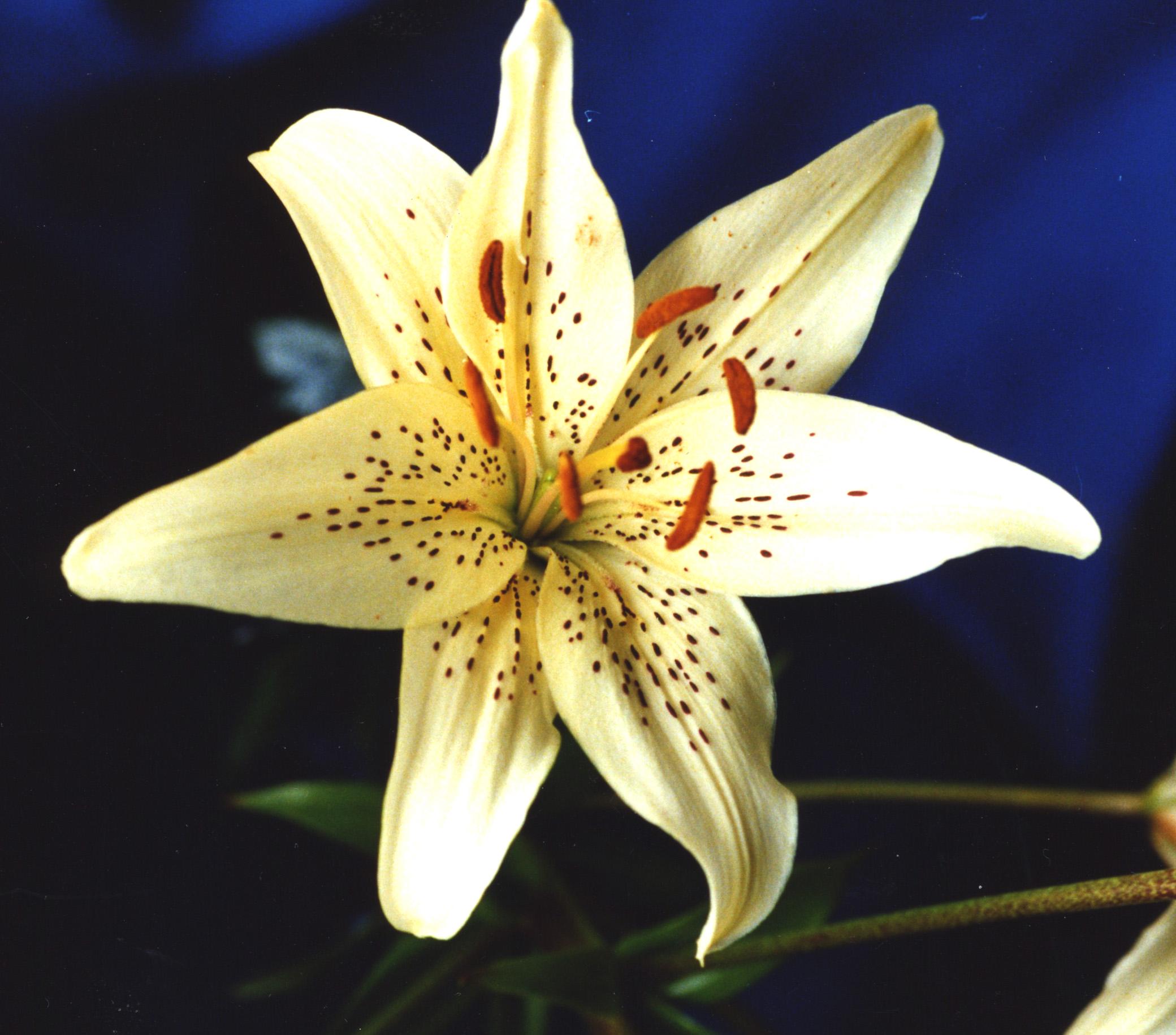 Lilies Asiatic Tiger 'White Tiger' - Outdoor Lilies (Shipping begins Jan. 2021) from Leo Berbee Bulb Company