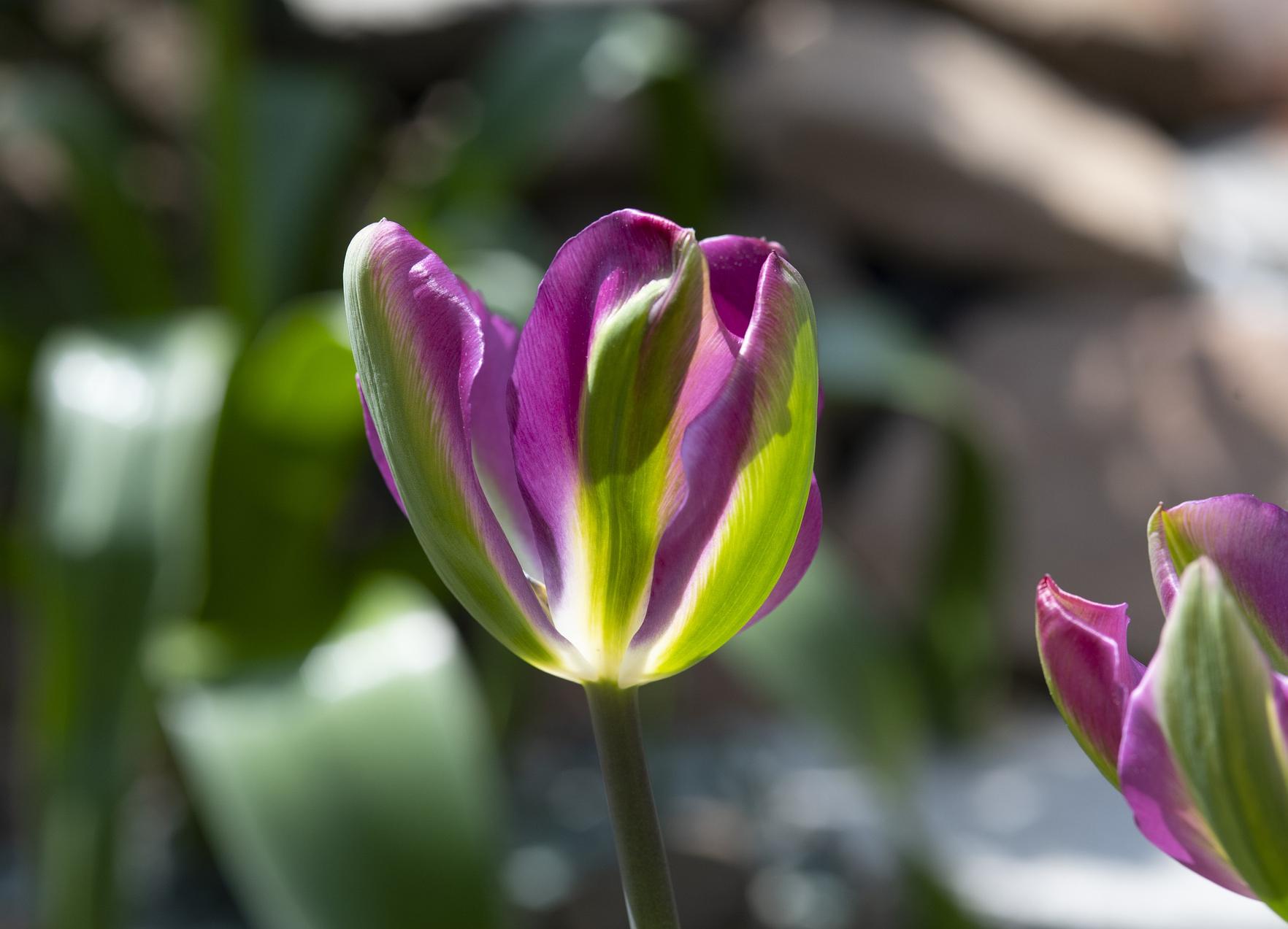 Tulip Viridiflora 'Nightrider' - Tulip from Leo Berbee Bulb Company