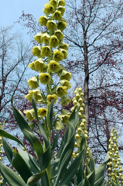 Fritillaria 'Ivory Bells' - Persian Lily from Leo Berbee Bulb Company