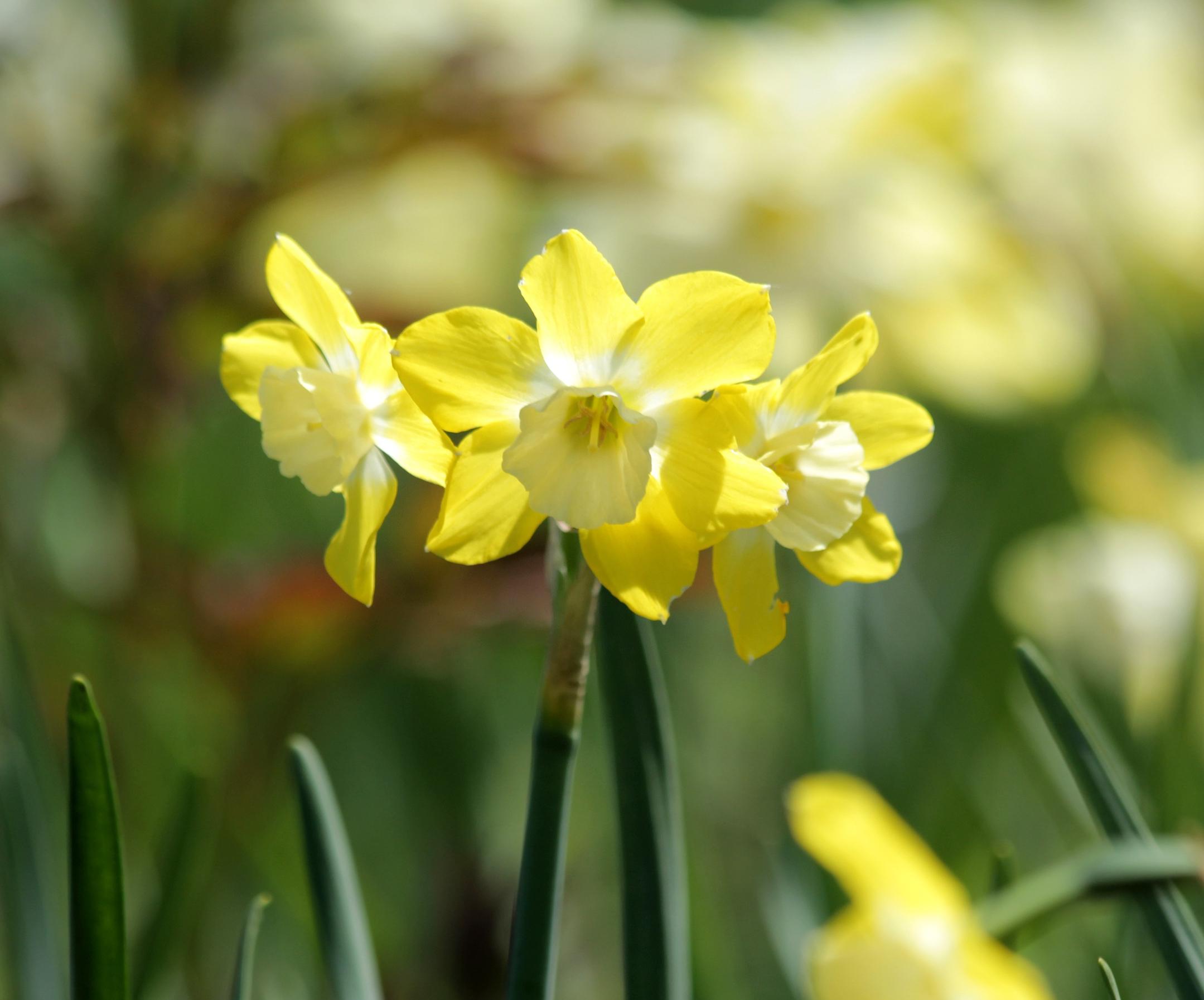 Daffodil Jonquilla 'HIllstar' - from Leo Berbee Bulb Company