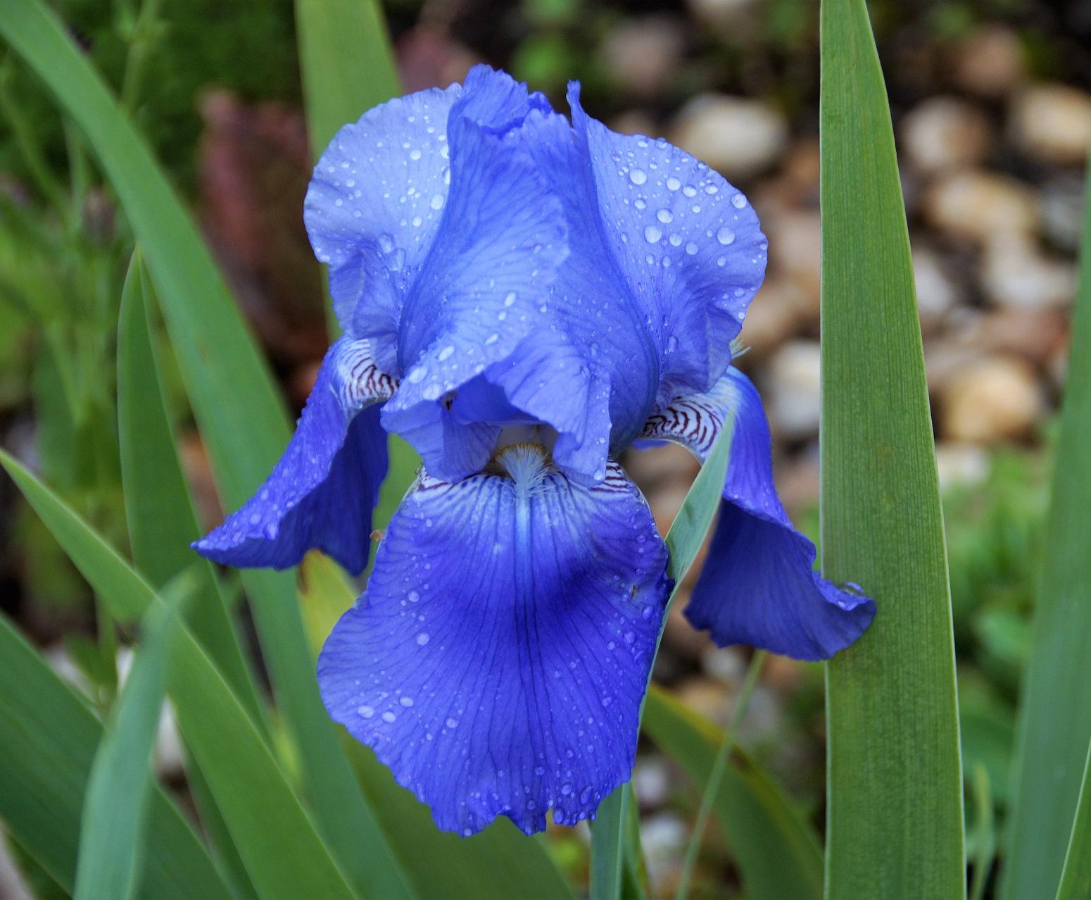 Iris Germanica 'Dark Blue' - Tall Bearded Iris from Leo Berbee Bulb Company