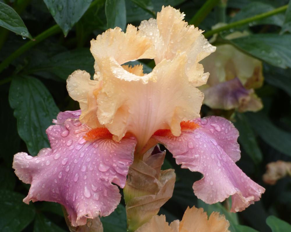 Iris Germanica 'Peach' - Tall Bearded Iris from Leo Berbee Bulb Company