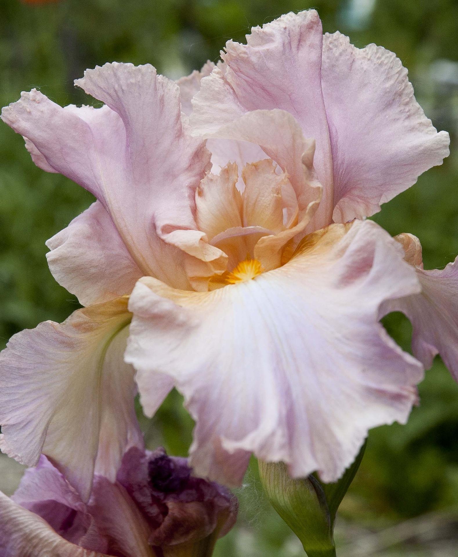 Iris Germanica 'Pink' - Tall Bearded Iris from Leo Berbee Bulb Company