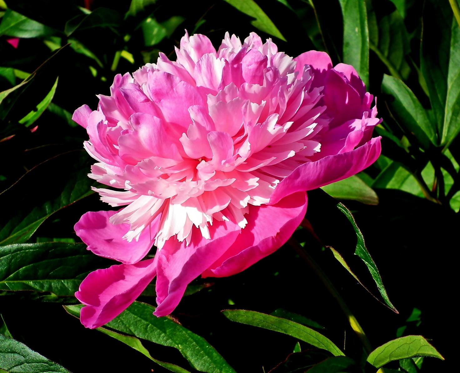 Peony lactiflora 'Pink Pompadour' - Peony from Leo Berbee Bulb Company