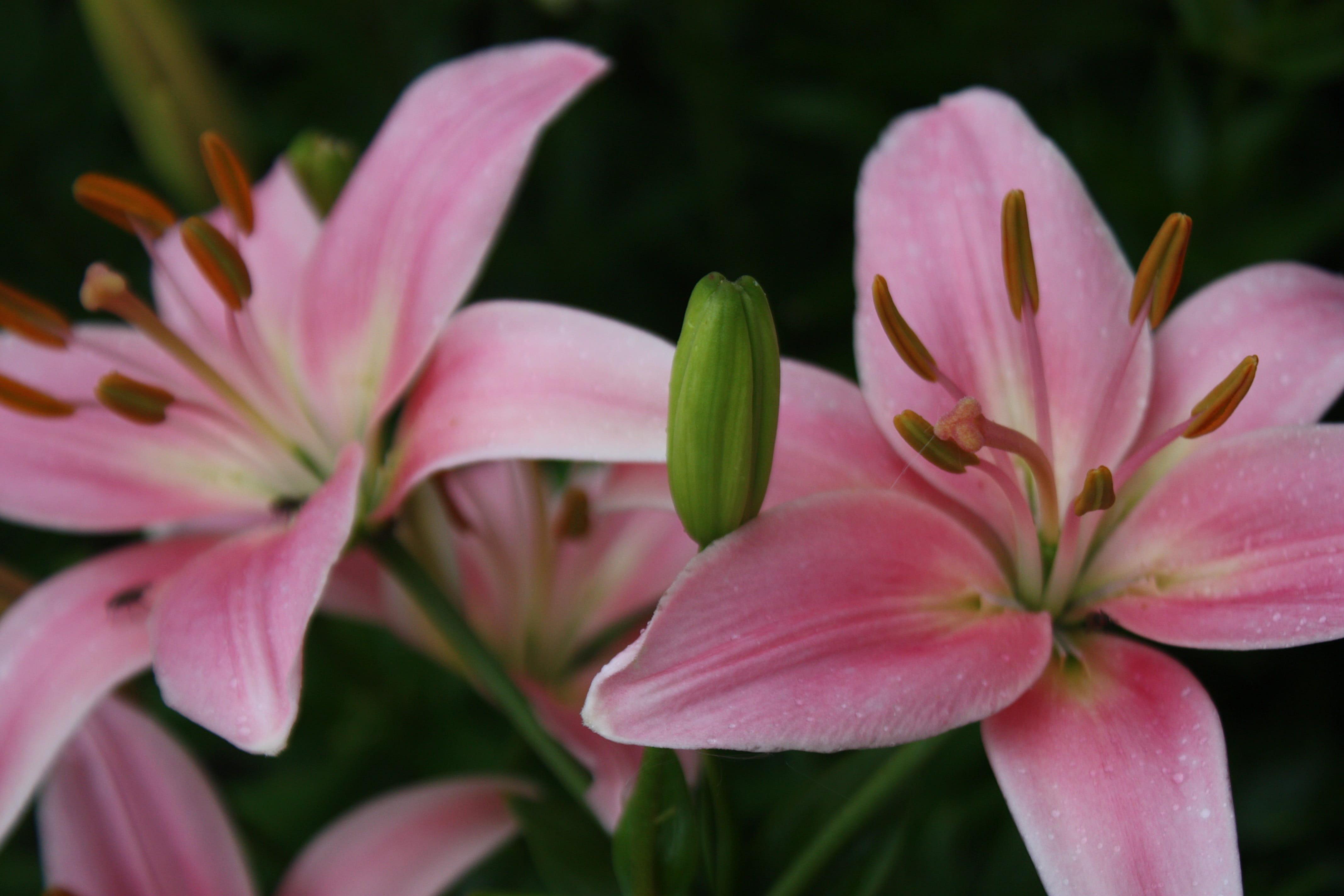 Lilies Asiatic 'Renoir 16/18' - Outdoor Lilies (Shipping begins Jan. 2021) from Leo Berbee Bulb Company
