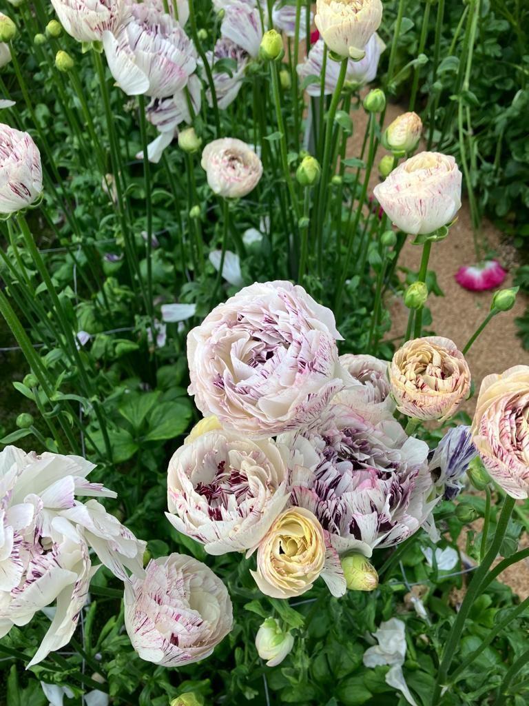 Ranunculus Brushmark 'Galthie' - LIMITED from Leo Berbee Bulb Company