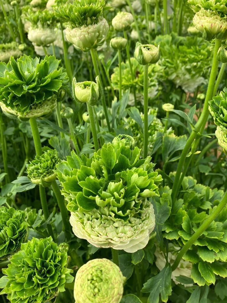 Ranunculus Crown 'Giverny' - LIMITED from Leo Berbee Bulb Company