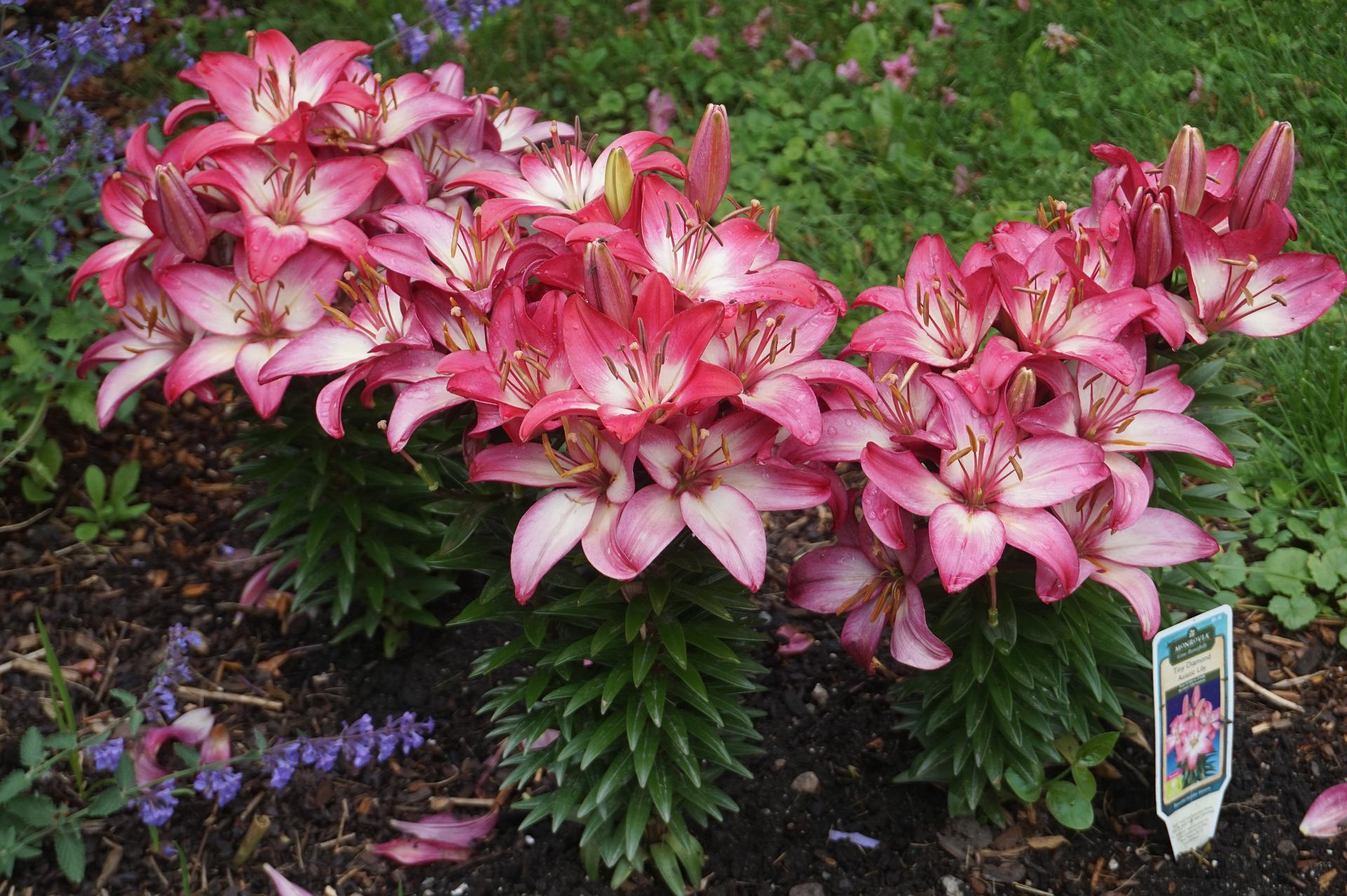 Lilies Asiatic 'Tiny Diamond' - Pot Lilies - Coming Soon for 2024 from Leo Berbee Bulb Company