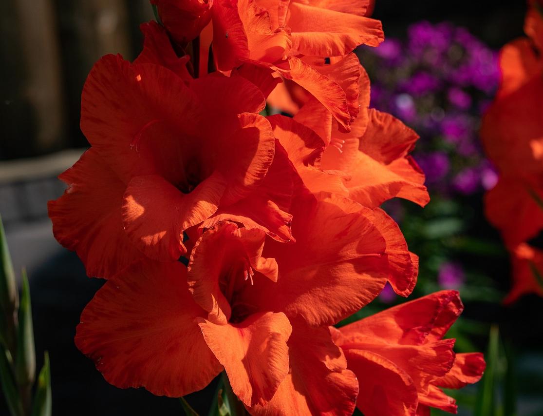 Gladiolus 'Manhattan' - Large Flowering Glad - Coming Soon for 2024 from Leo Berbee Bulb Company