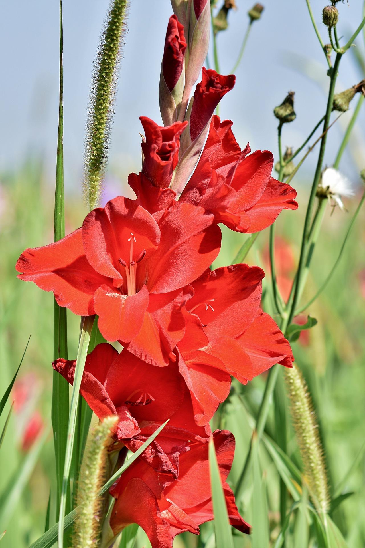 Gladiolus 'Oscar' - Large Flowering Glad - Coming Soon for 2024 from Leo Berbee Bulb Company