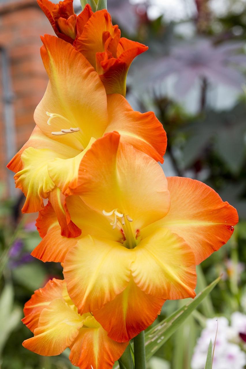 Gladiolus 'Orange Sun' - Large Flowering Glad - Coming Soon for 2024 from Leo Berbee Bulb Company