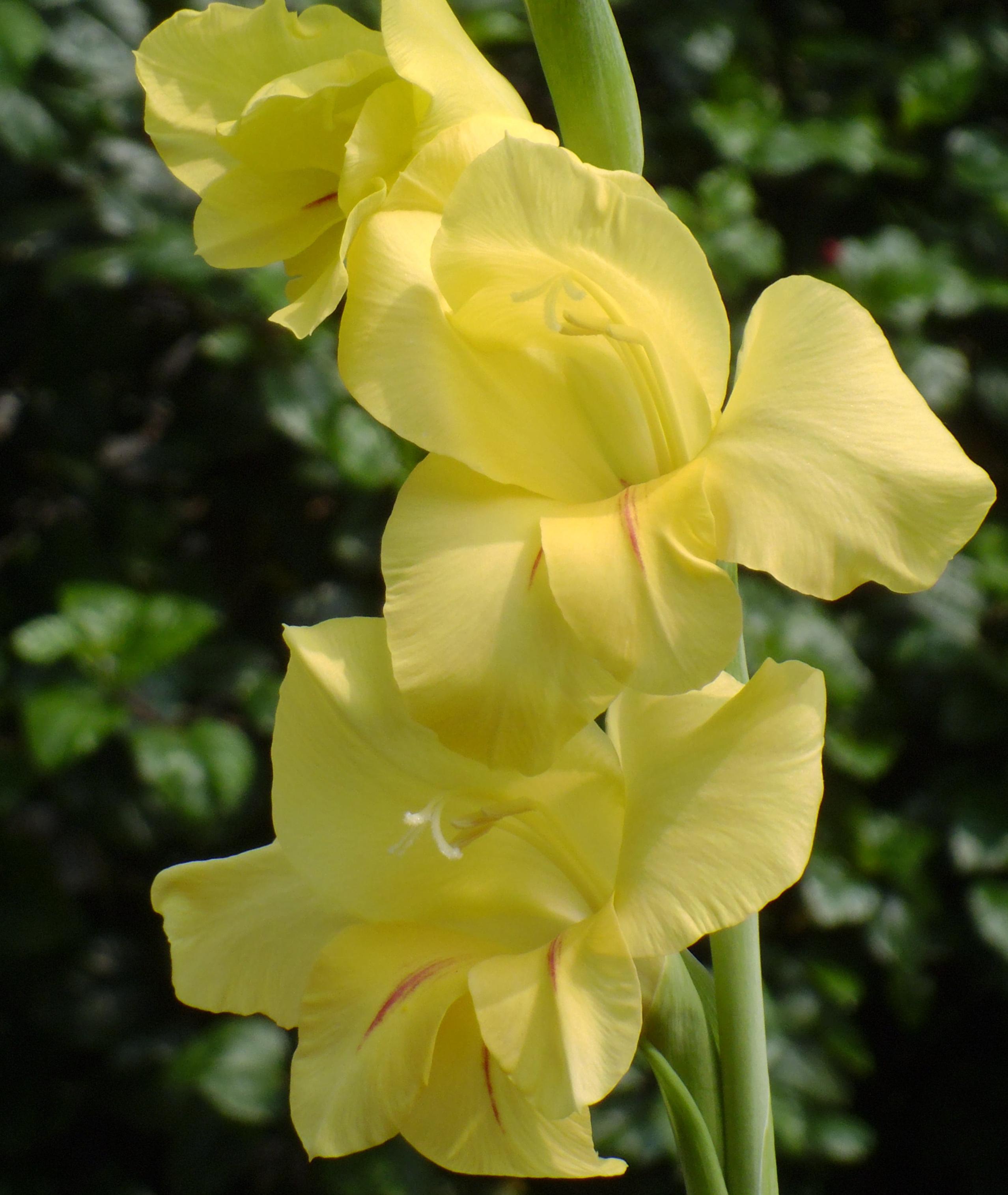 Gladiolus 'Prima Verde' - Large Flowering Glad - Coming Soon for 2024 from Leo Berbee Bulb Company