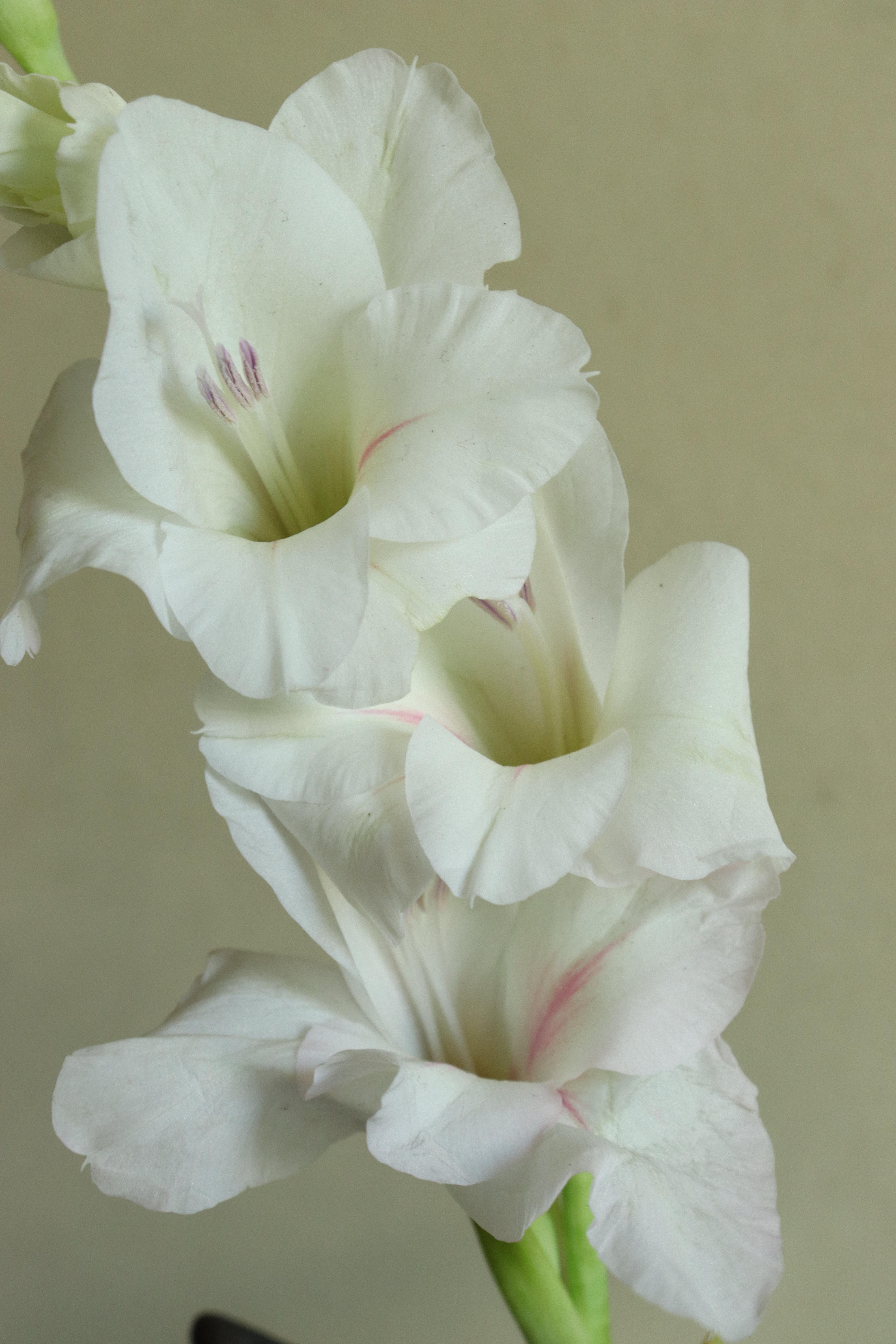 Gladiolus 'Cream Perfection' - Large Flowering Glad - Coming Soon for 2024 from Leo Berbee Bulb Company