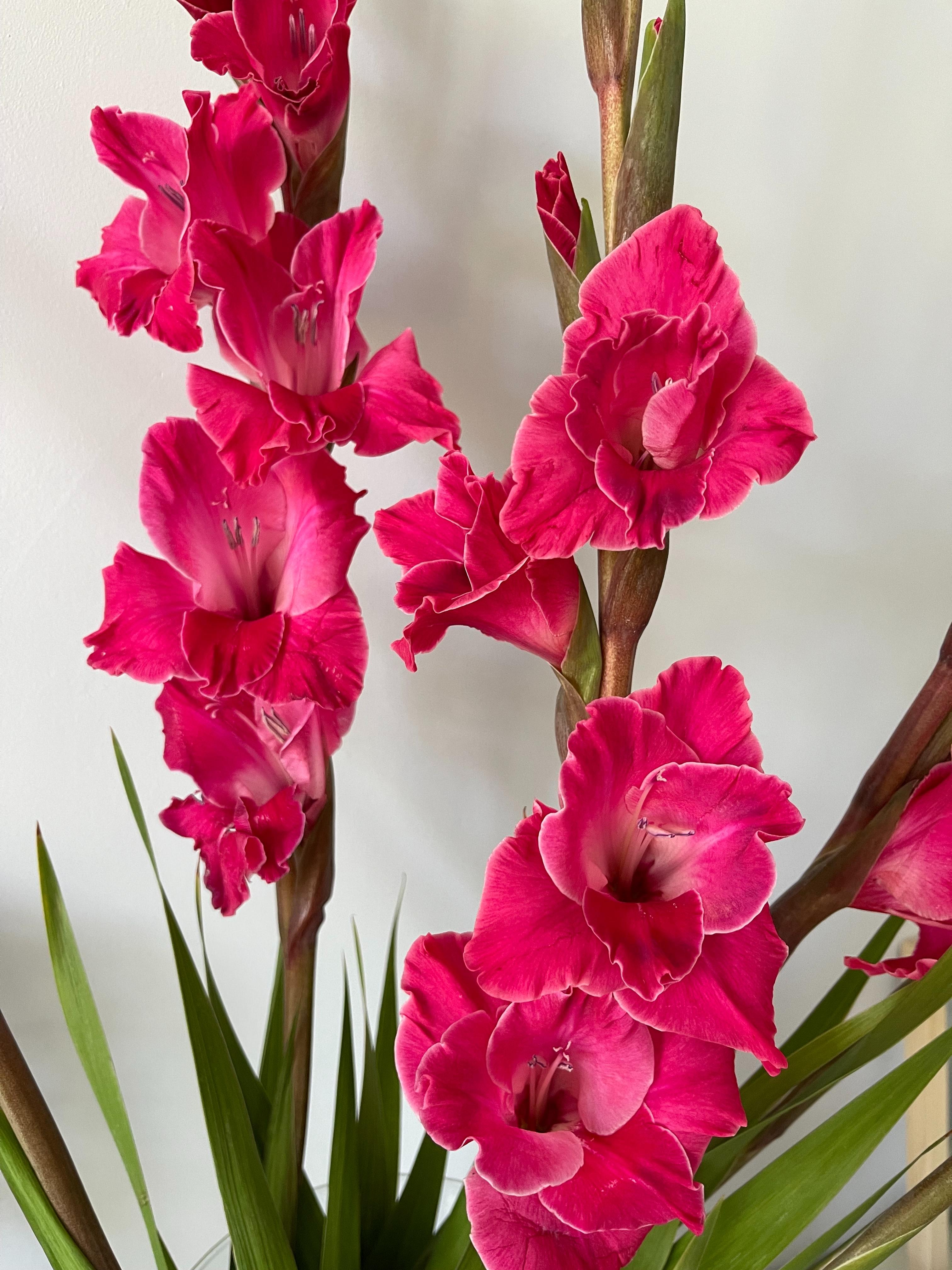 Gladiolus 'Fairytale Pink' - Large Flowering Glad - Coming Soon for 2024 from Leo Berbee Bulb Company