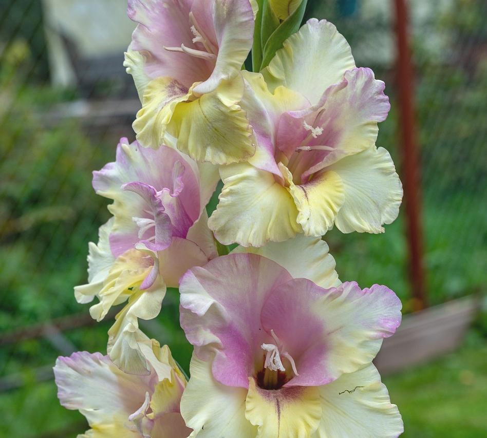 Gladiolus 'Mon Amour' - Large Flowering Glad - Coming Soon for 2024 from Leo Berbee Bulb Company