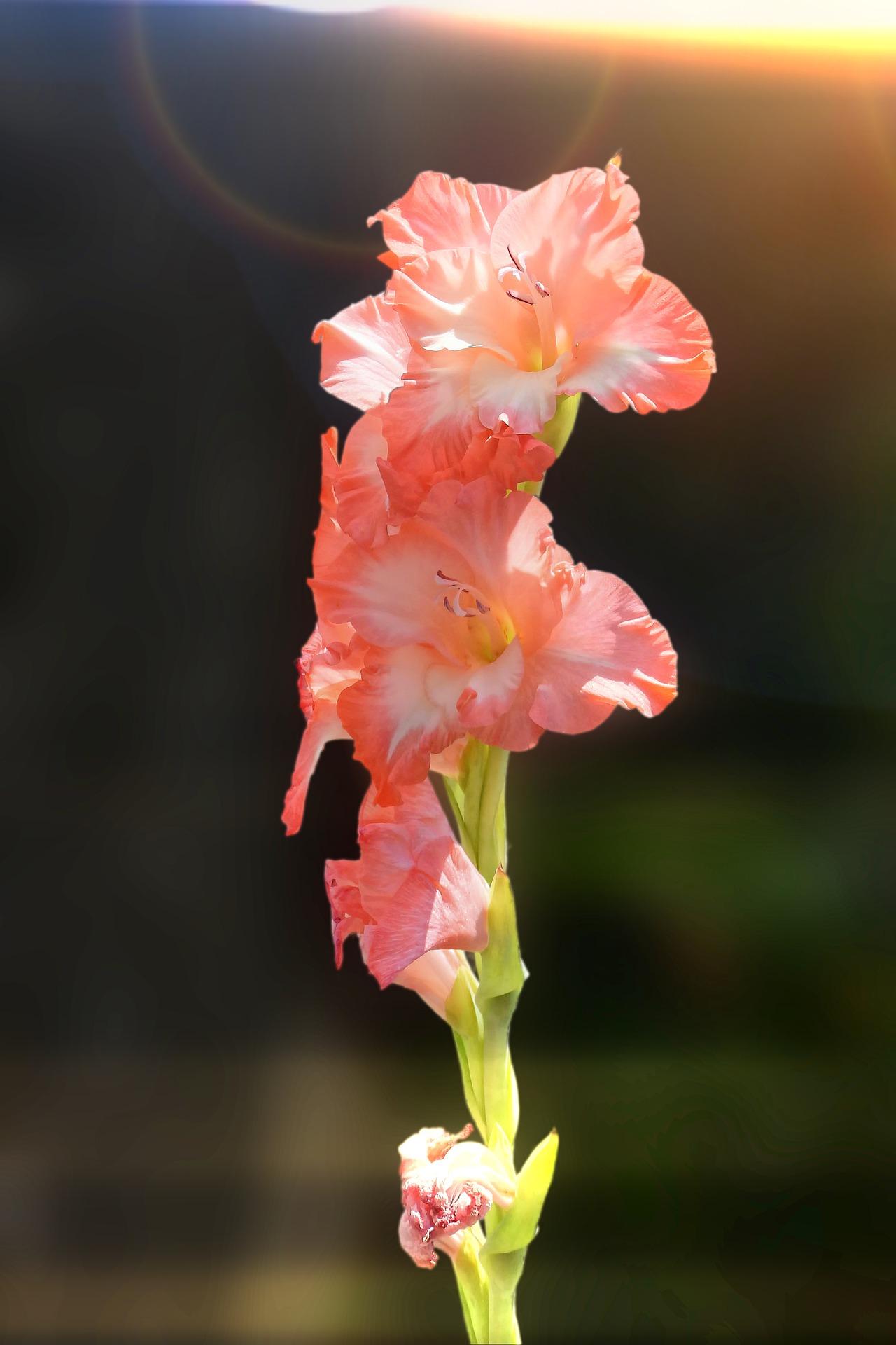 Gladiolus 'Pink Lady' - Large Flowering Glad - Coming Soon for 2024 from Leo Berbee Bulb Company