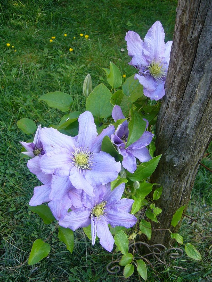 Clematis 'Blue Angel' - Clematis - Coming Soon for 2024 from Leo Berbee Bulb Company