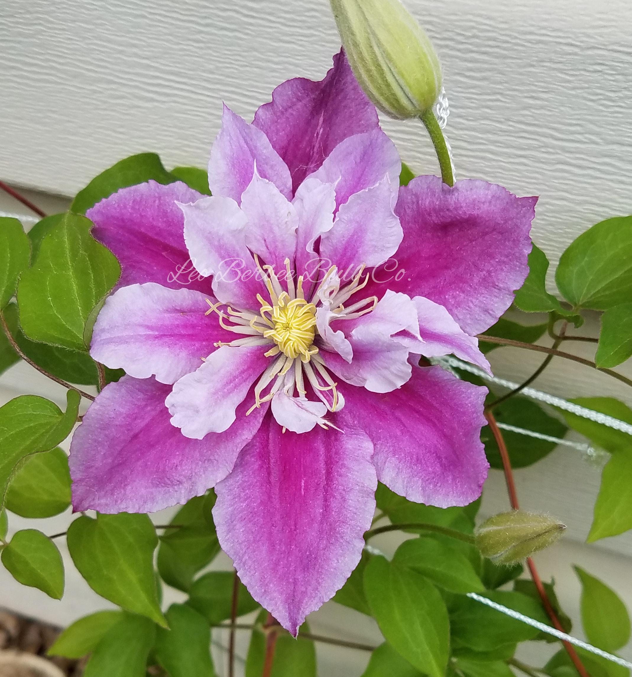 Clematis 'Piilu' - Clematis - Coming Soon for 2024 from Leo Berbee Bulb Company