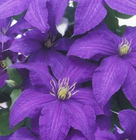 Clematis 'Rhapsody' - Clematis - Coming Soon for 2024 from Leo Berbee Bulb Company