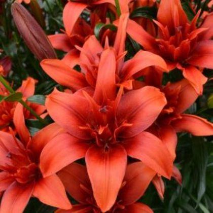 Lilies Double Asiatic Red Twin from Leo Berbee Bulb Company