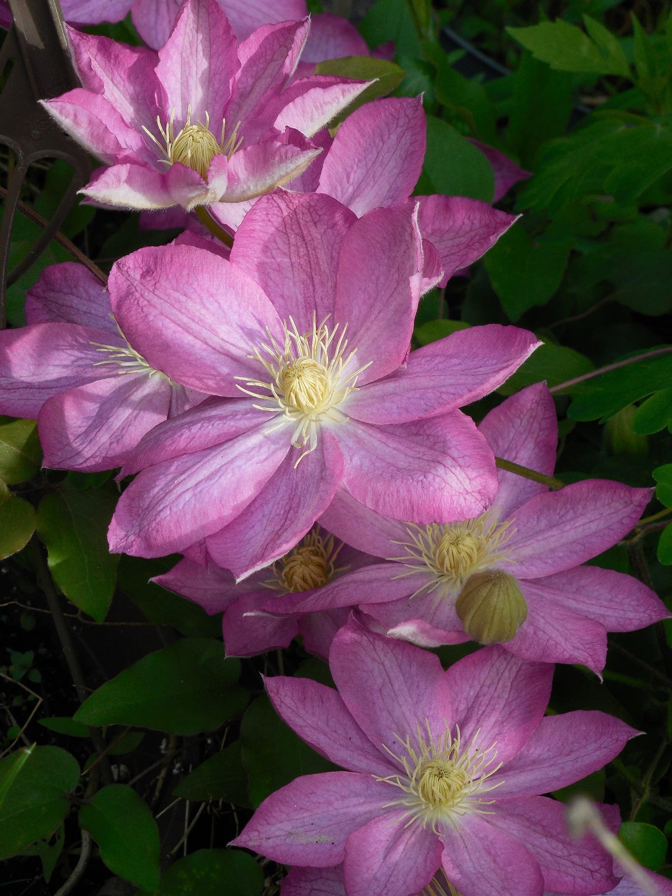 Clematis 'Asao' - Clematis - Coming Soon for 2024 from Leo Berbee Bulb Company