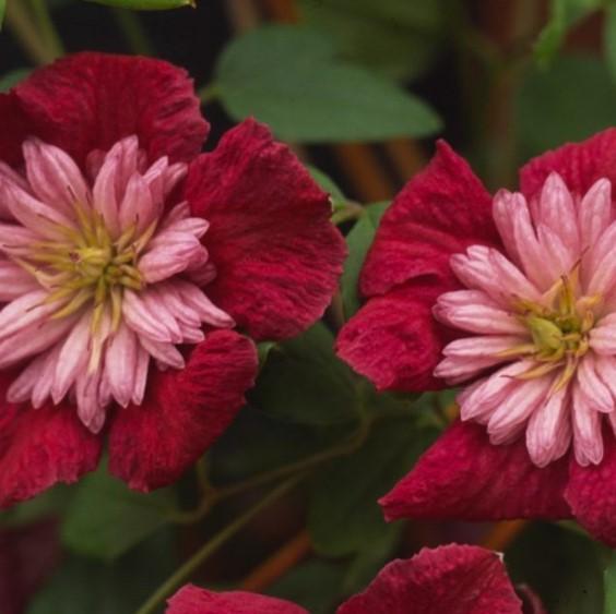 Clematis 'Avant Garde' - Clematis - Coming Soon for 2024 from Leo Berbee Bulb Company