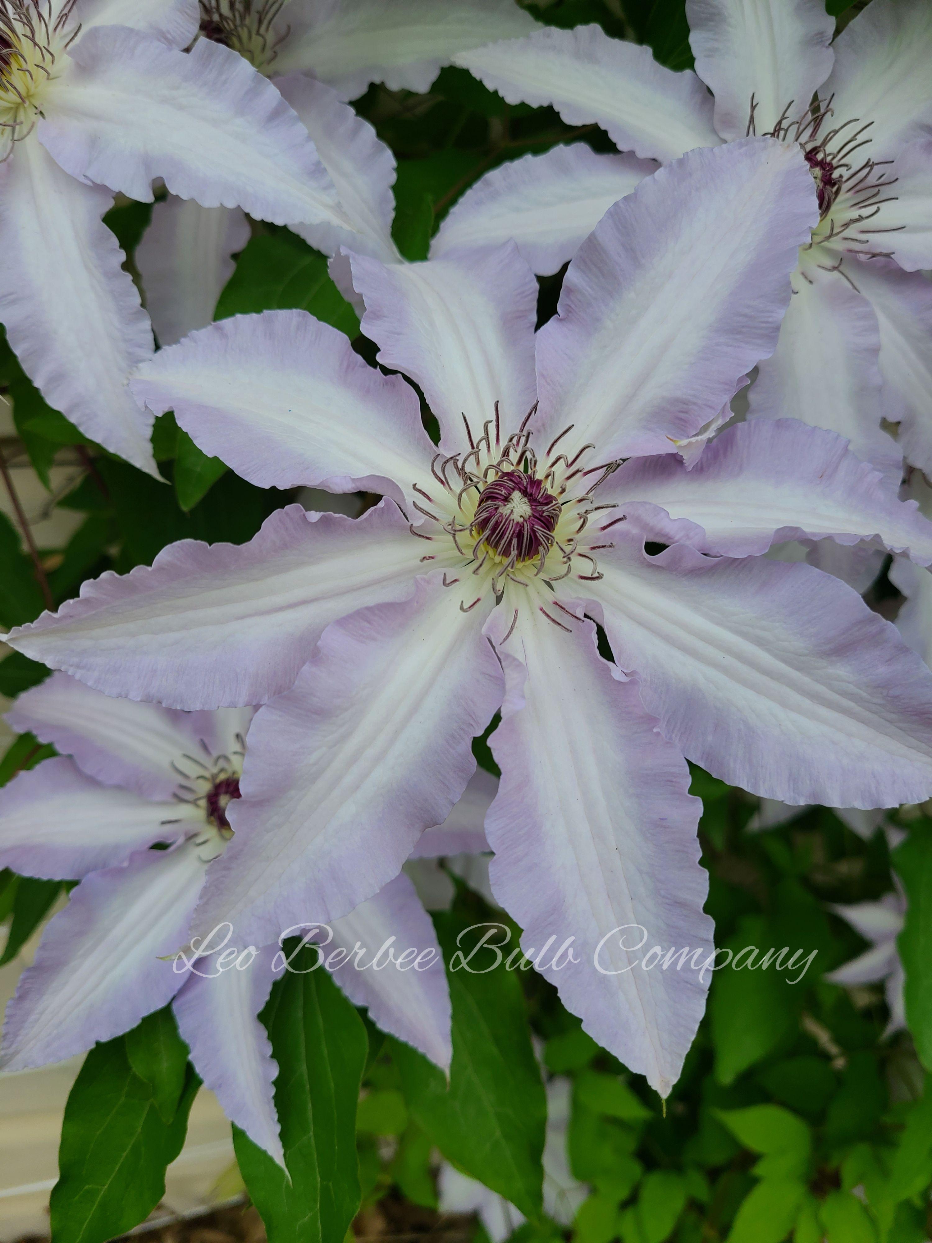 Clematis 'Claire de Lune' - Clematis - Coming Soon for 2024 from Leo Berbee Bulb Company