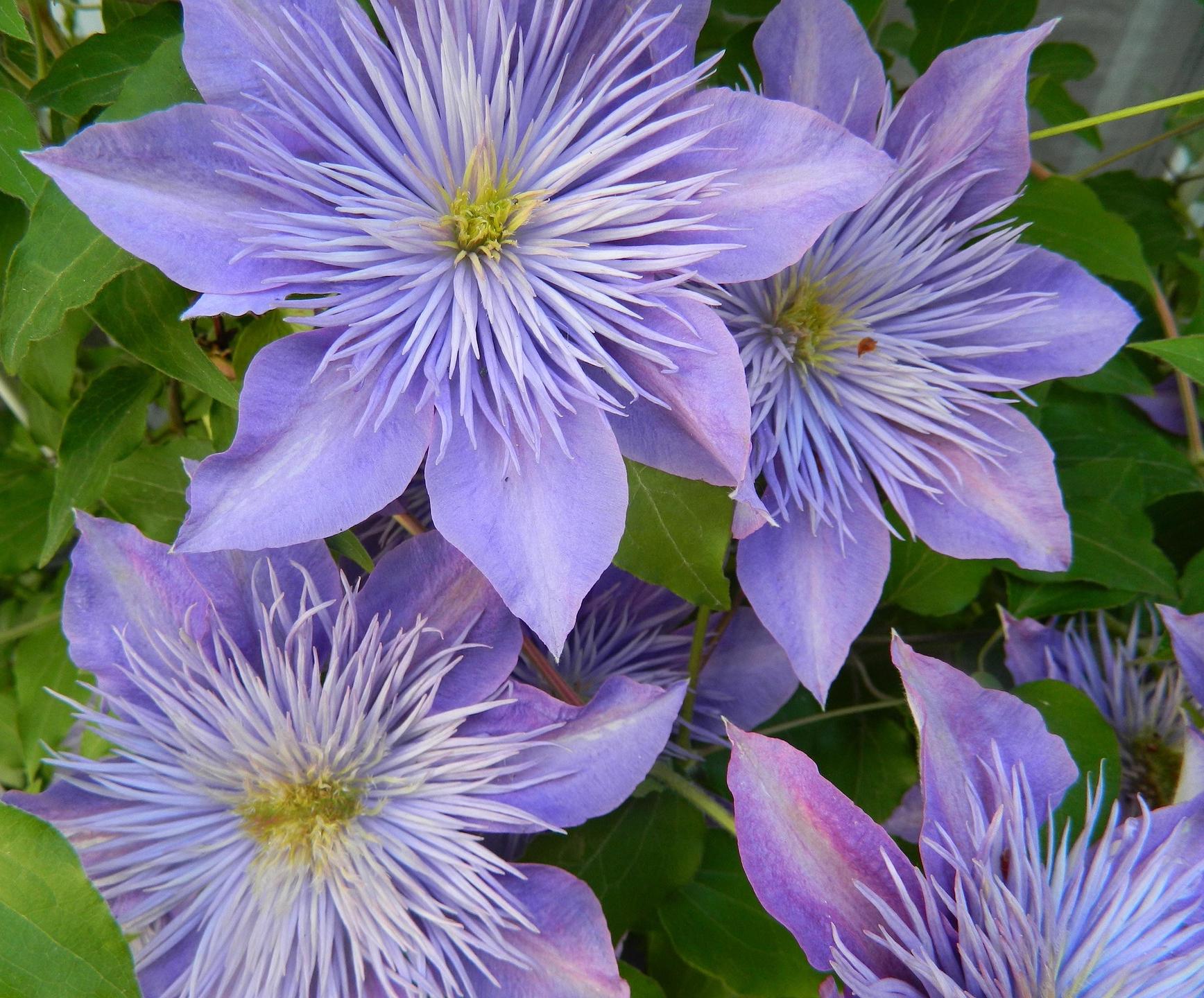 Clematis 'Crystal Fountain' - Clematis - Coming Soon for 2024 from Leo Berbee Bulb Company