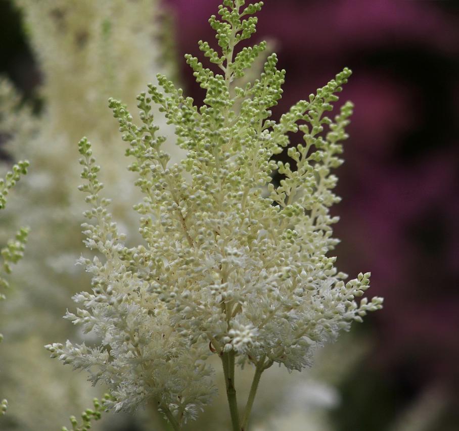 Astilbe 'Diamant' - Astilbe - Coming Soon for 2024 from Leo Berbee Bulb Company