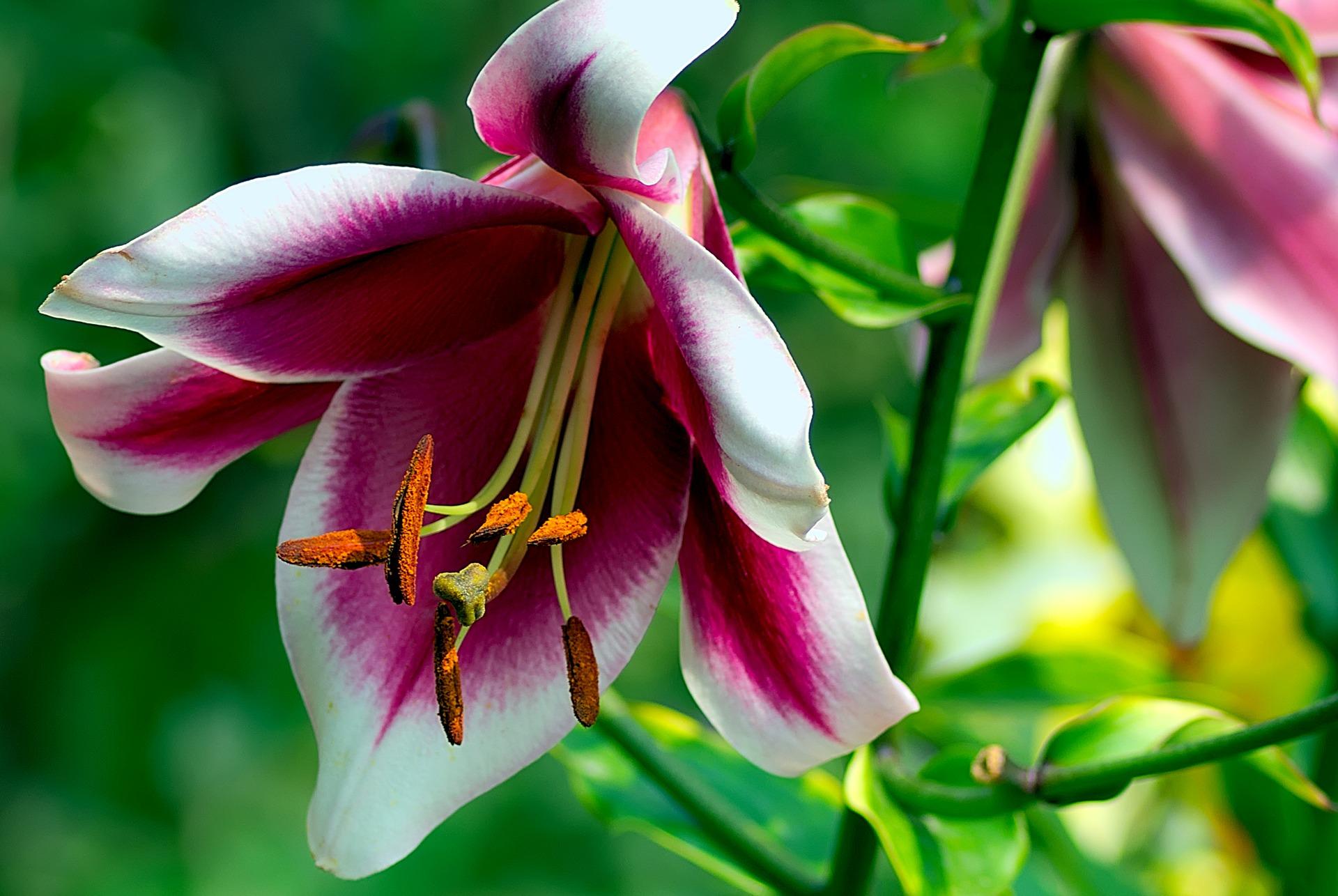 Lilies Oriental Trumpet 'Frisco' - Tree Lilies/Orienpet Lily (Shipping begins Jan. 2021) from Leo Berbee Bulb Company
