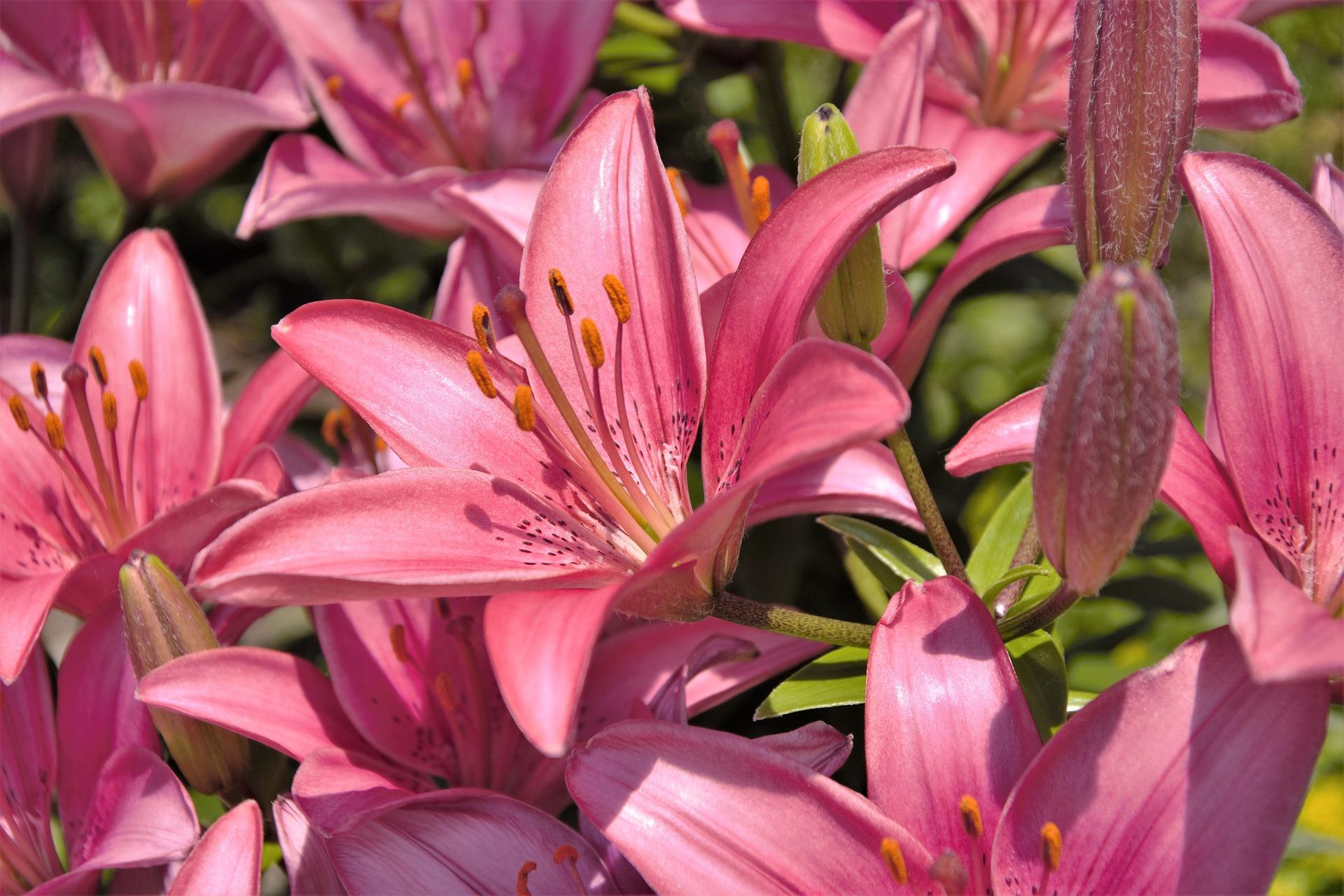 Lilies Asiatic 'Pippa's Joy' - Pot Lilies - Pre-Order for 2024 from Leo Berbee Bulb Company