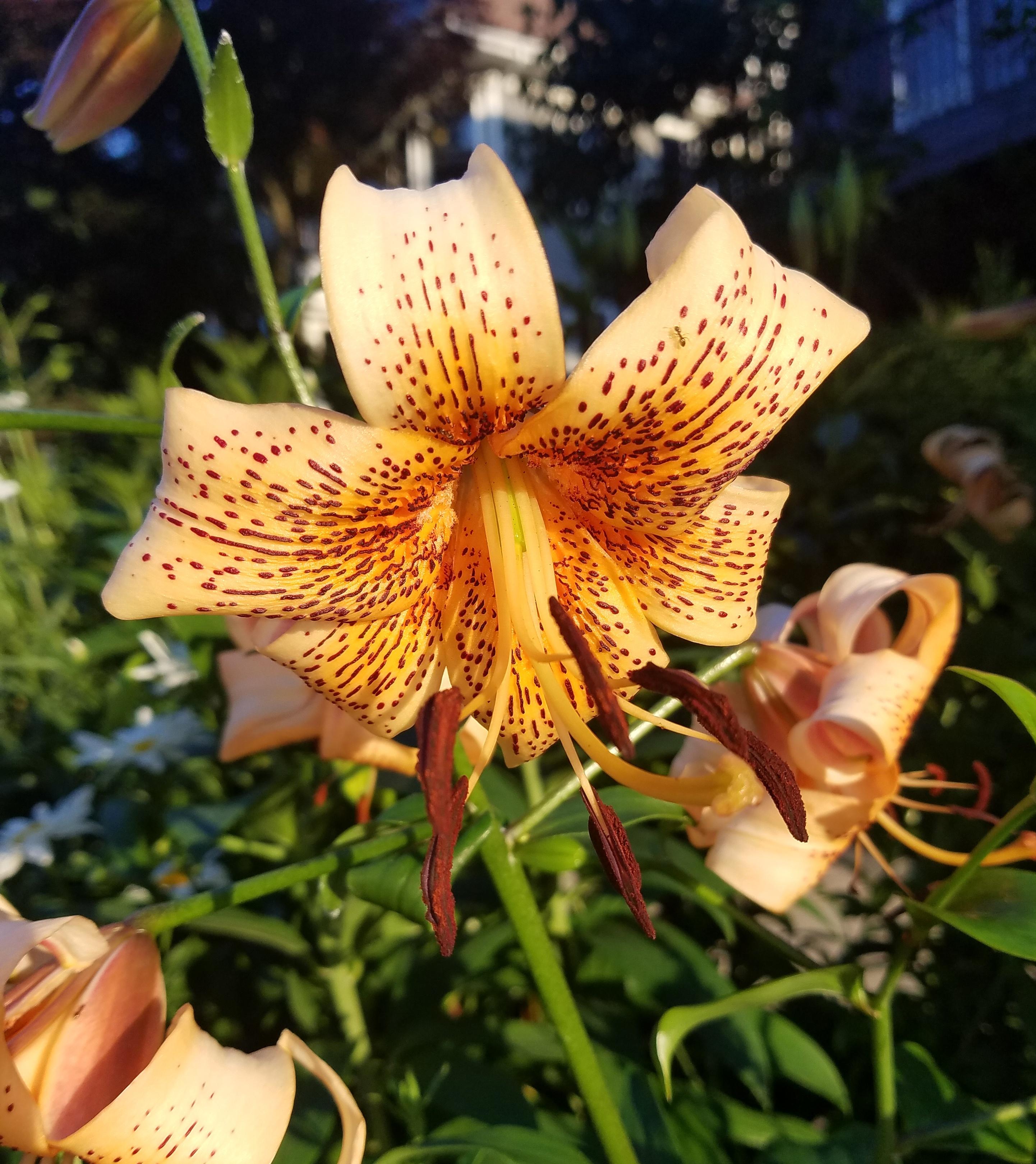 Lilies COPY Asiatic Tiger 'Orange Tiger' - Outdoor Lilies - Pre-Order for 2024 from Leo Berbee Bulb Company