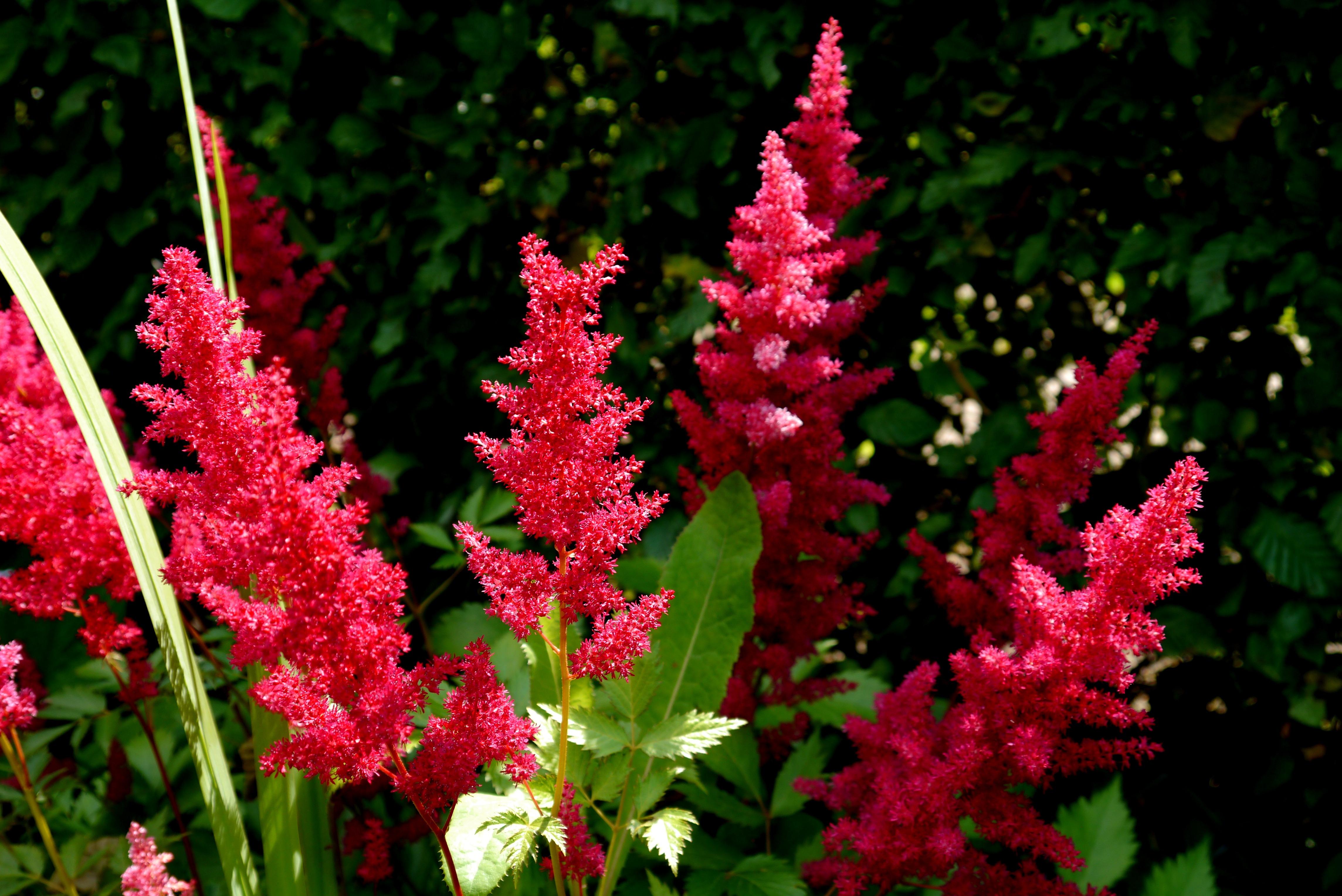 Astilbe 'Hot Pearls' - Astilbe - Pre-Order for 2024 from Leo Berbee Bulb Company