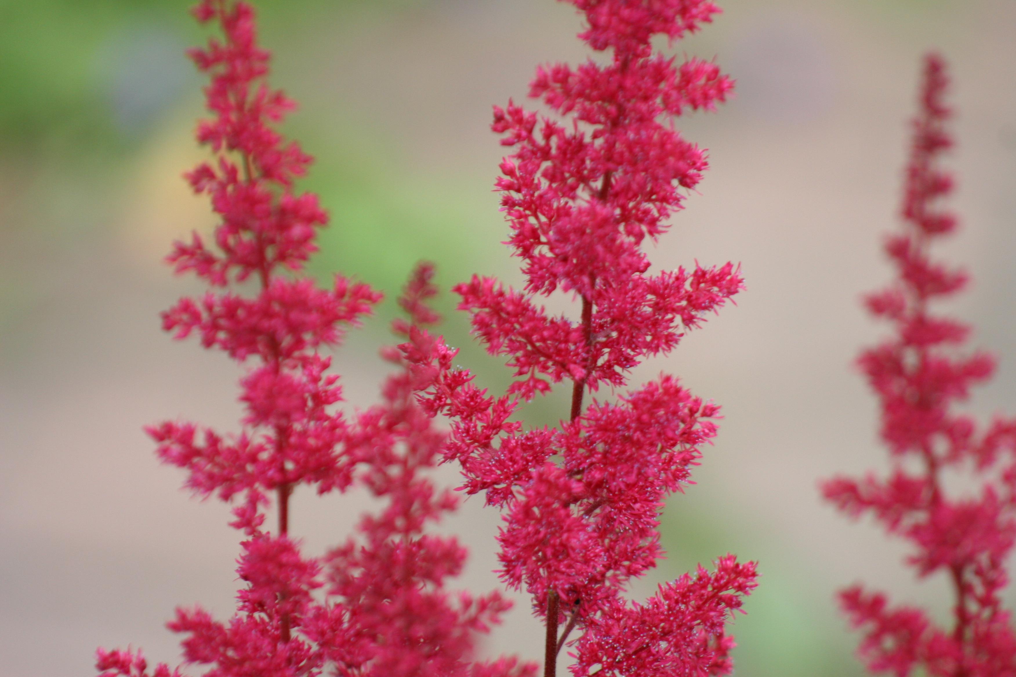 Astilbe arendsii 'Spinell' - Astilbe - Pre-Order for 2024 from Leo Berbee Bulb Company