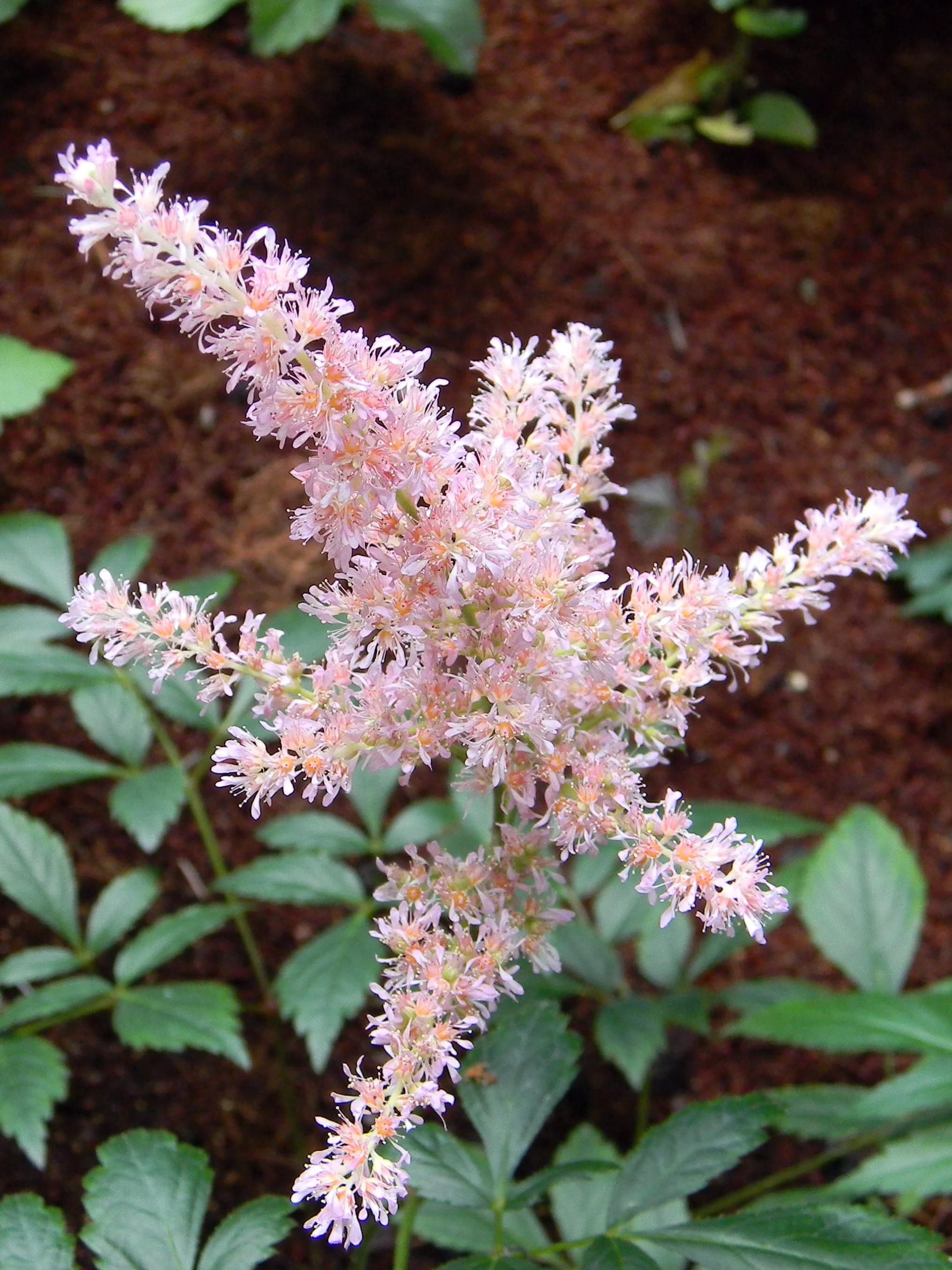 Astilbe 'Satin Pearls (chinensis hyb)' - Astilbe - Pre-Order for 2024 from Leo Berbee Bulb Company
