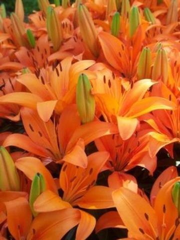 Lilies Asiatic Orange Matrix from Leo Berbee Bulb Company