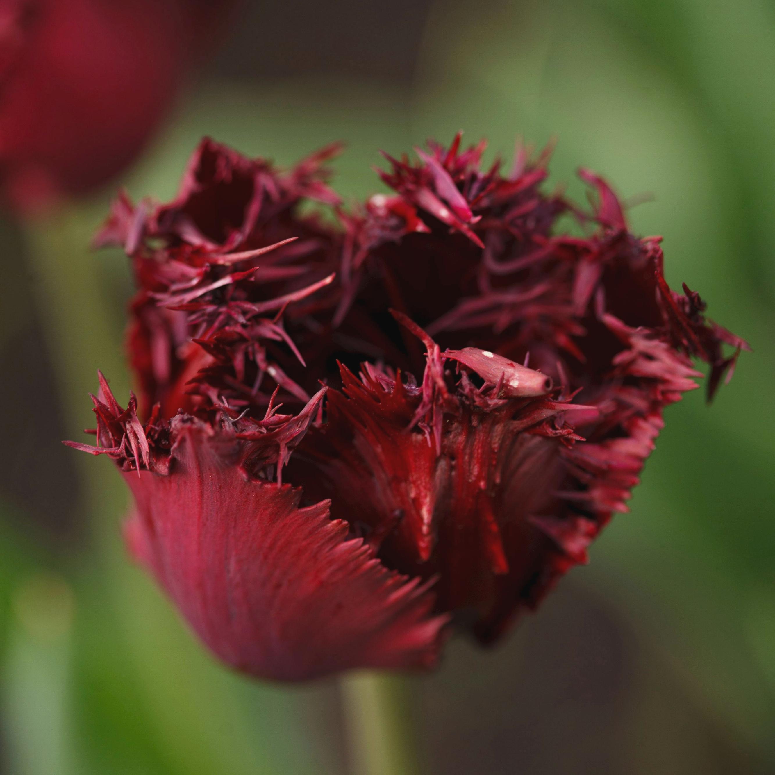 Tulip Fringed 'Labrador' - Coming Soon for Fall 2024 from Leo Berbee Bulb Company