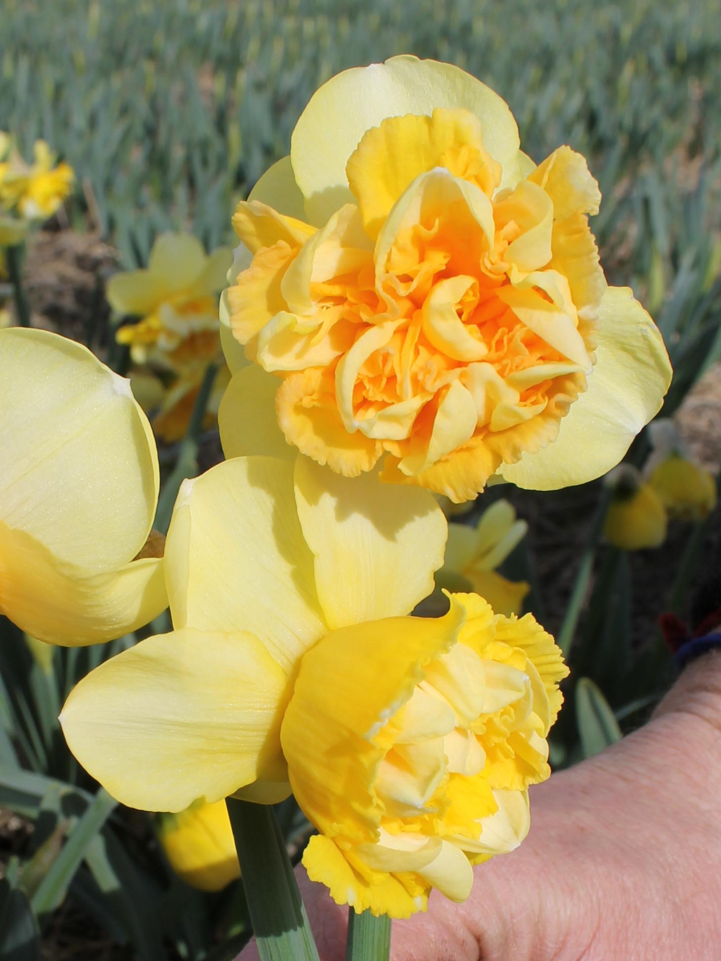 Daffodil Double 'Art Perfume' - Coming Soon for Fall 2024 from Leo Berbee Bulb Company