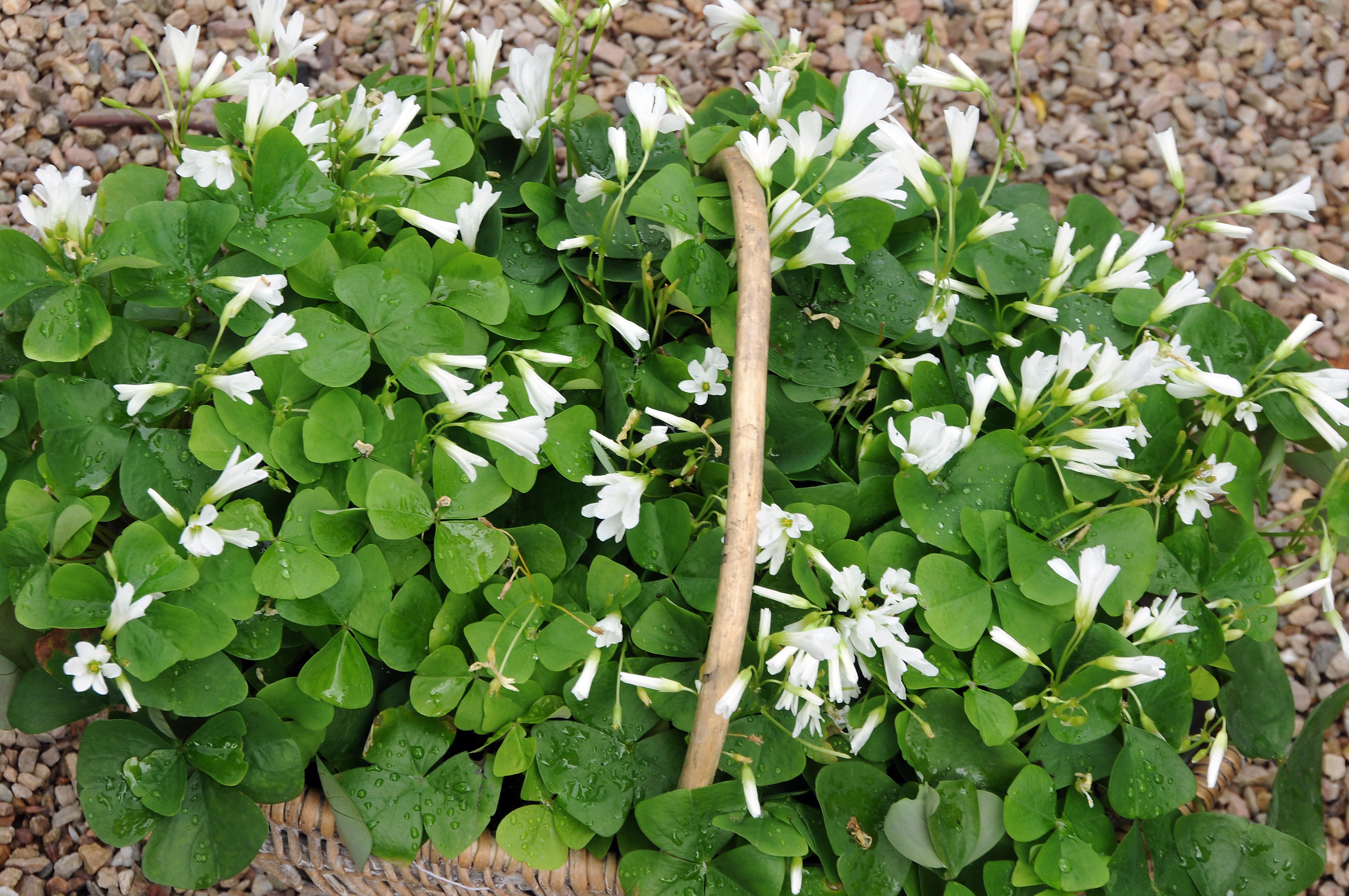 Oxalis Regnelli 'Regnelli White' - Regnelli White - Pre-Order for Fall 2024 from Leo Berbee Bulb Company