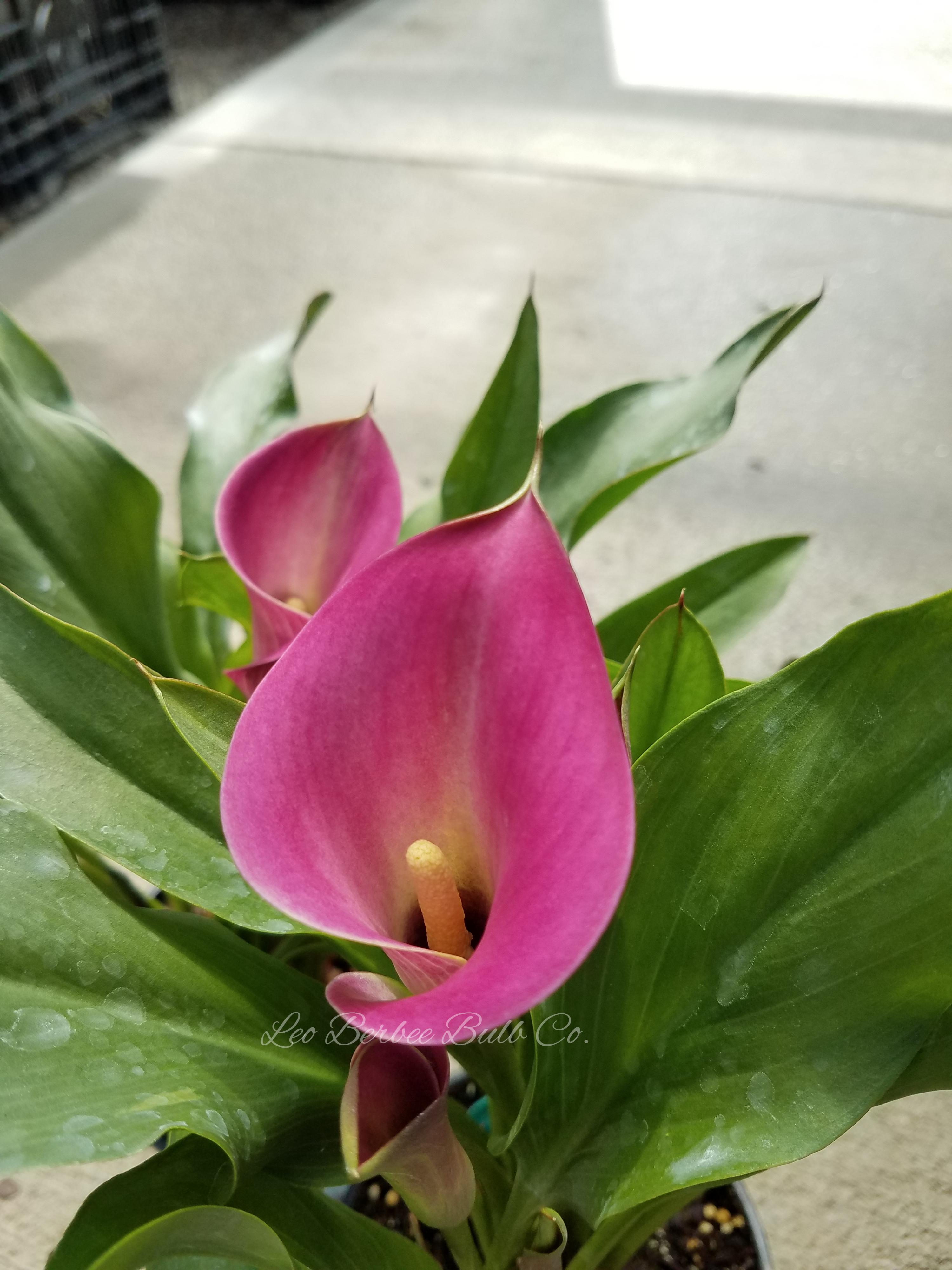 Zantedeschia 'Sumatra' - Calla from Leo Berbee Bulb Company