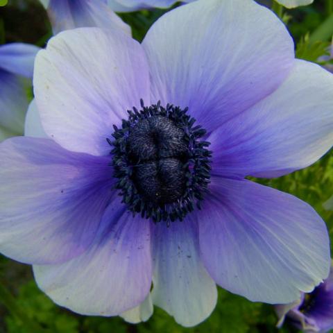 Anemone 'Jerusalem Blue-White' - from Leo Berbee Bulb Company