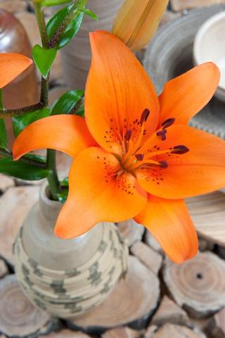 Lilies Asiatic Tresor from Leo Berbee Bulb Company